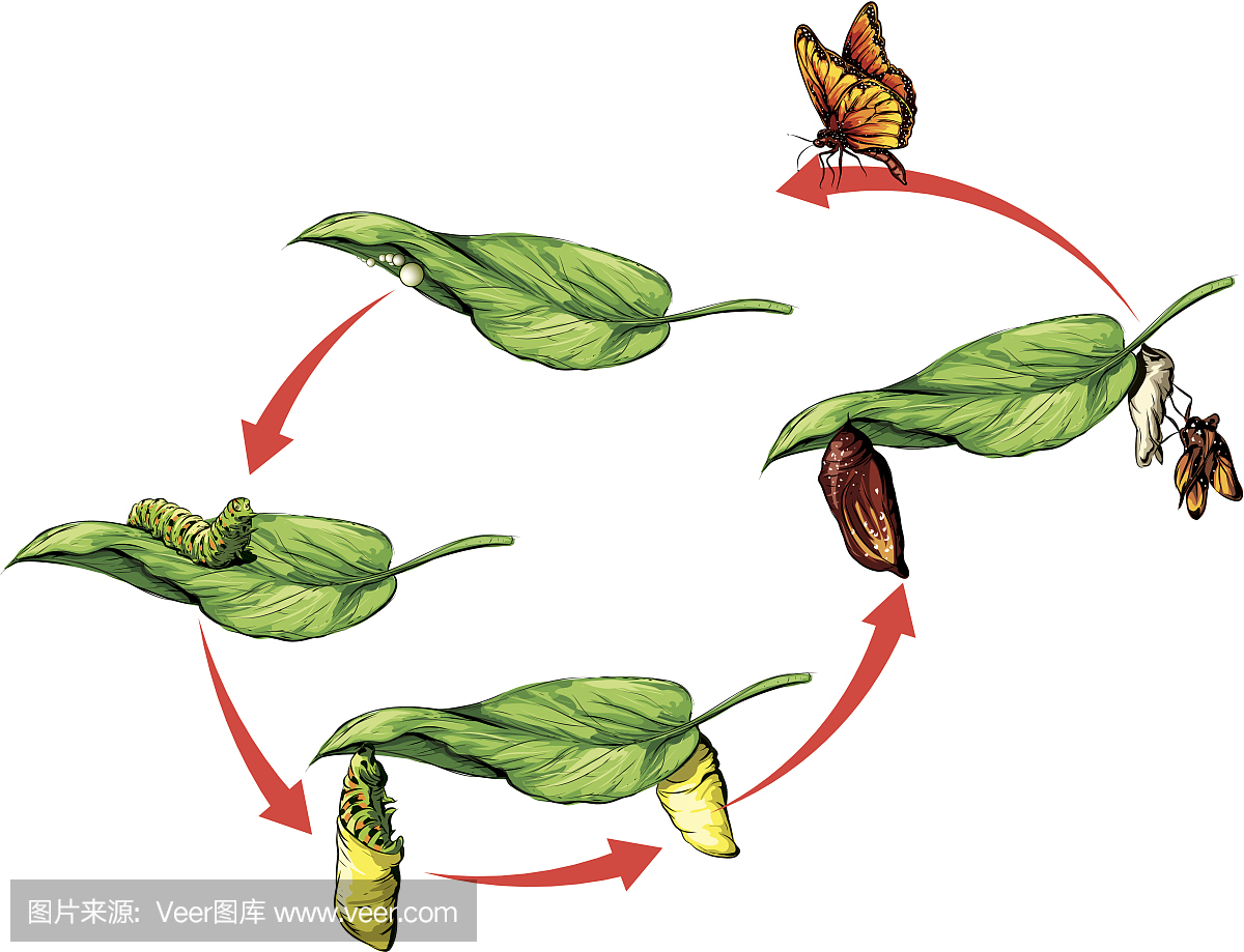 毛虫循环的蝴蝶的卡通复制品