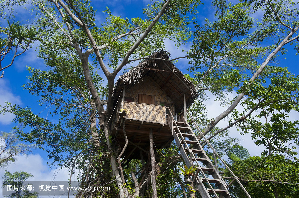 树屋在榕树,坦纳,瓦努阿图,大洋洲
