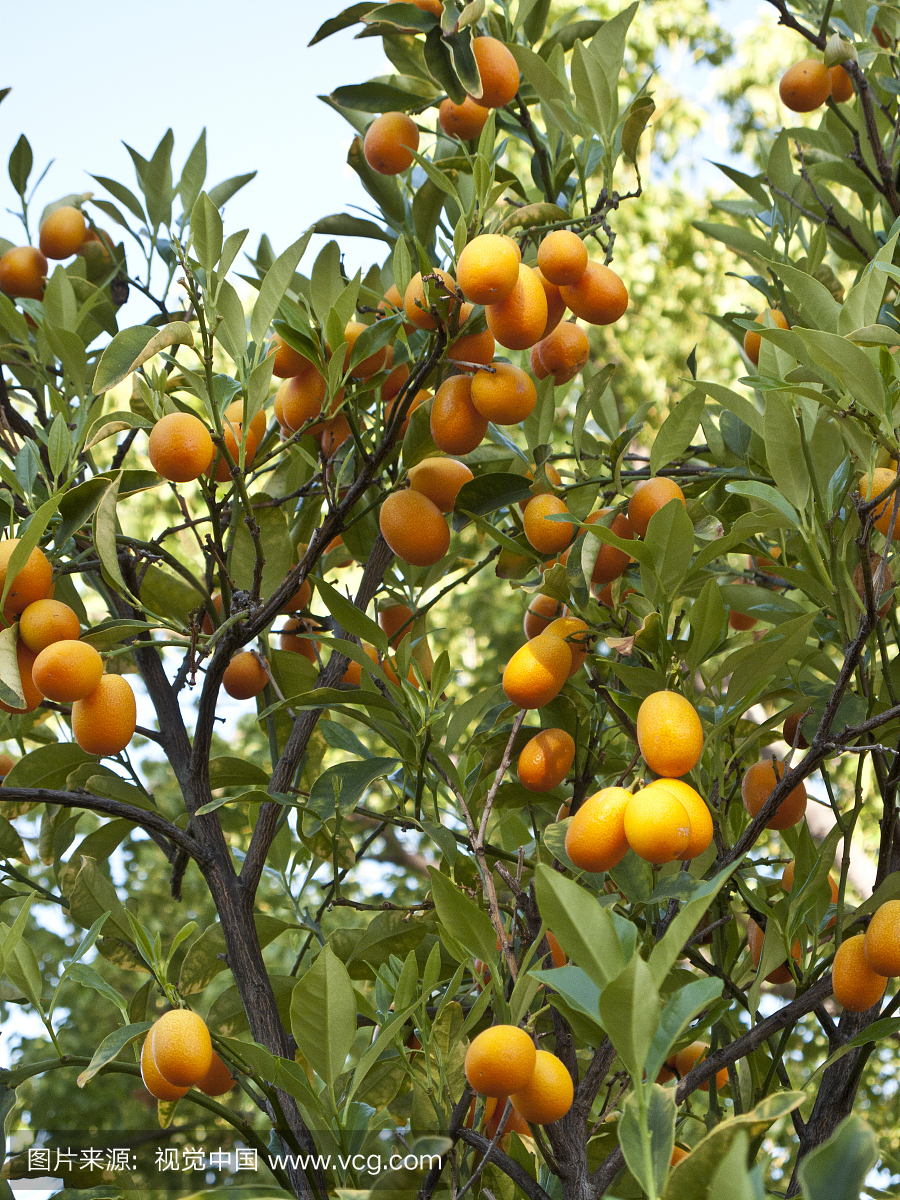 在一棵树上的柑橘