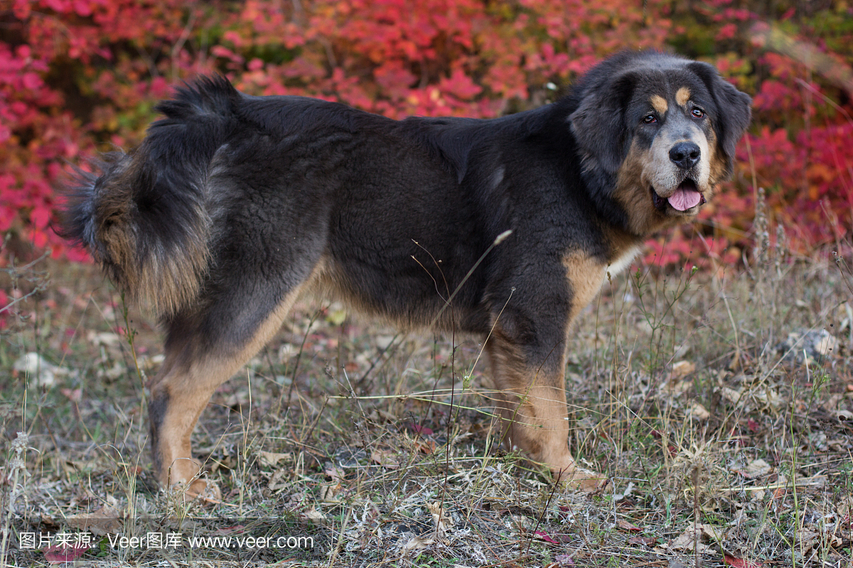 西藏小狗在秋天湖附近