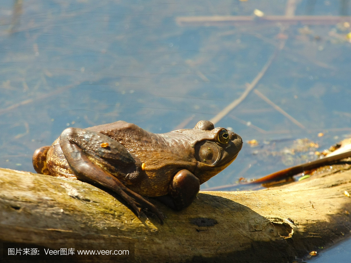 蟾蜍,蛤蟆,疥蛤蟆,蟾蜍科