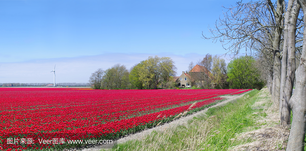 在红色郁金香的领域在荷兰