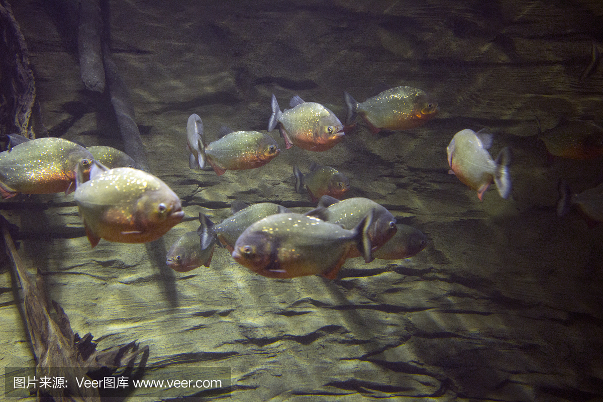 红腹水虎鱼,红腹食人鱼,红腹比拉鱼,水虎鱼
