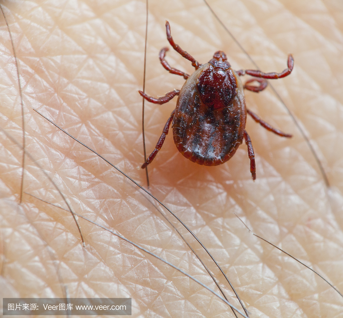 吸血动物,吸血的,爬,用四肢移动