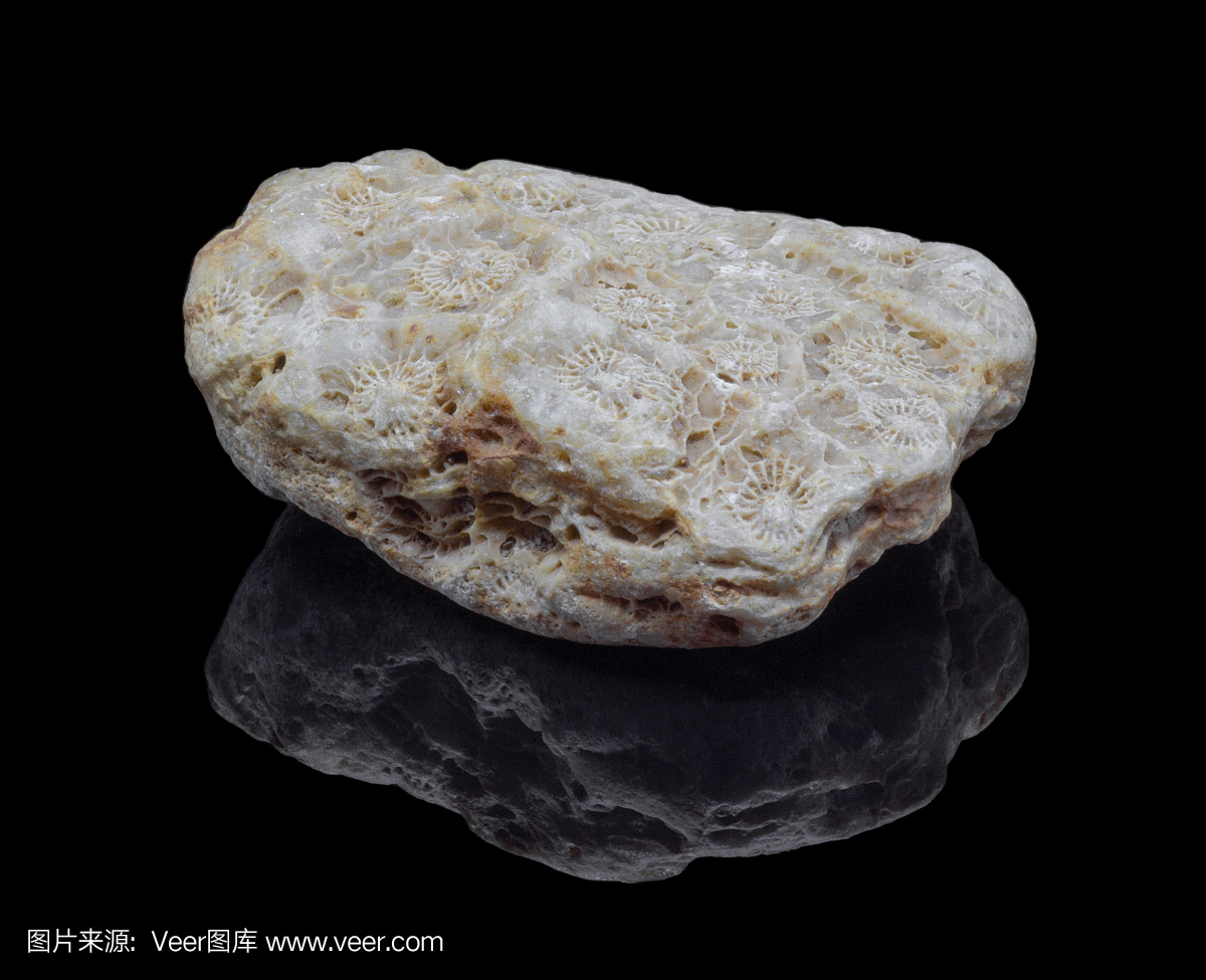 螺旋,自然界的状态,进化,鹦鹉螺