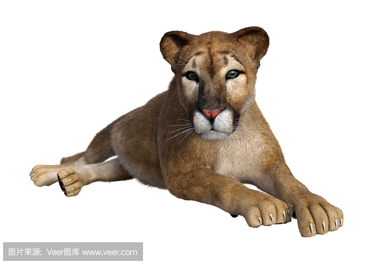 野生动物,狮子,猫科动物,哺乳纲