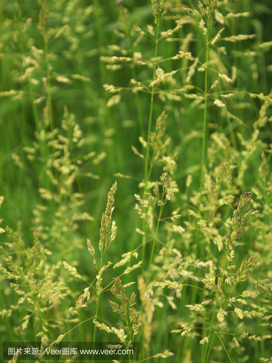 枯草热,干草热,花粉热,花粉过敏症