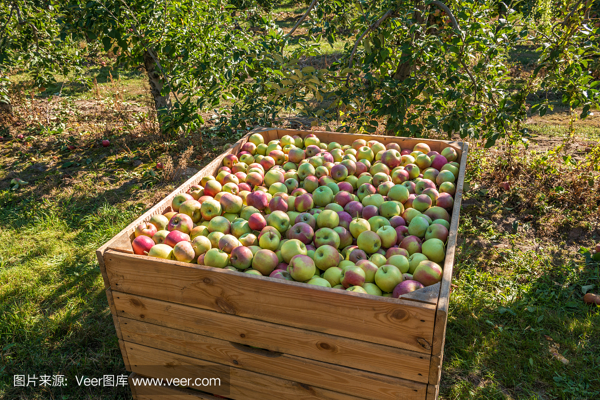 苹果高管在新访谈中解读Apple Watch的健康功能