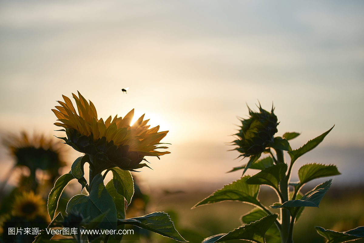 在该字段中的向日葵在阳光下