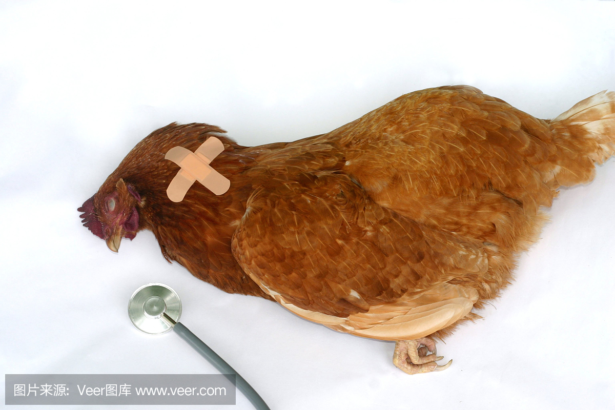 死鸡\/禽流感