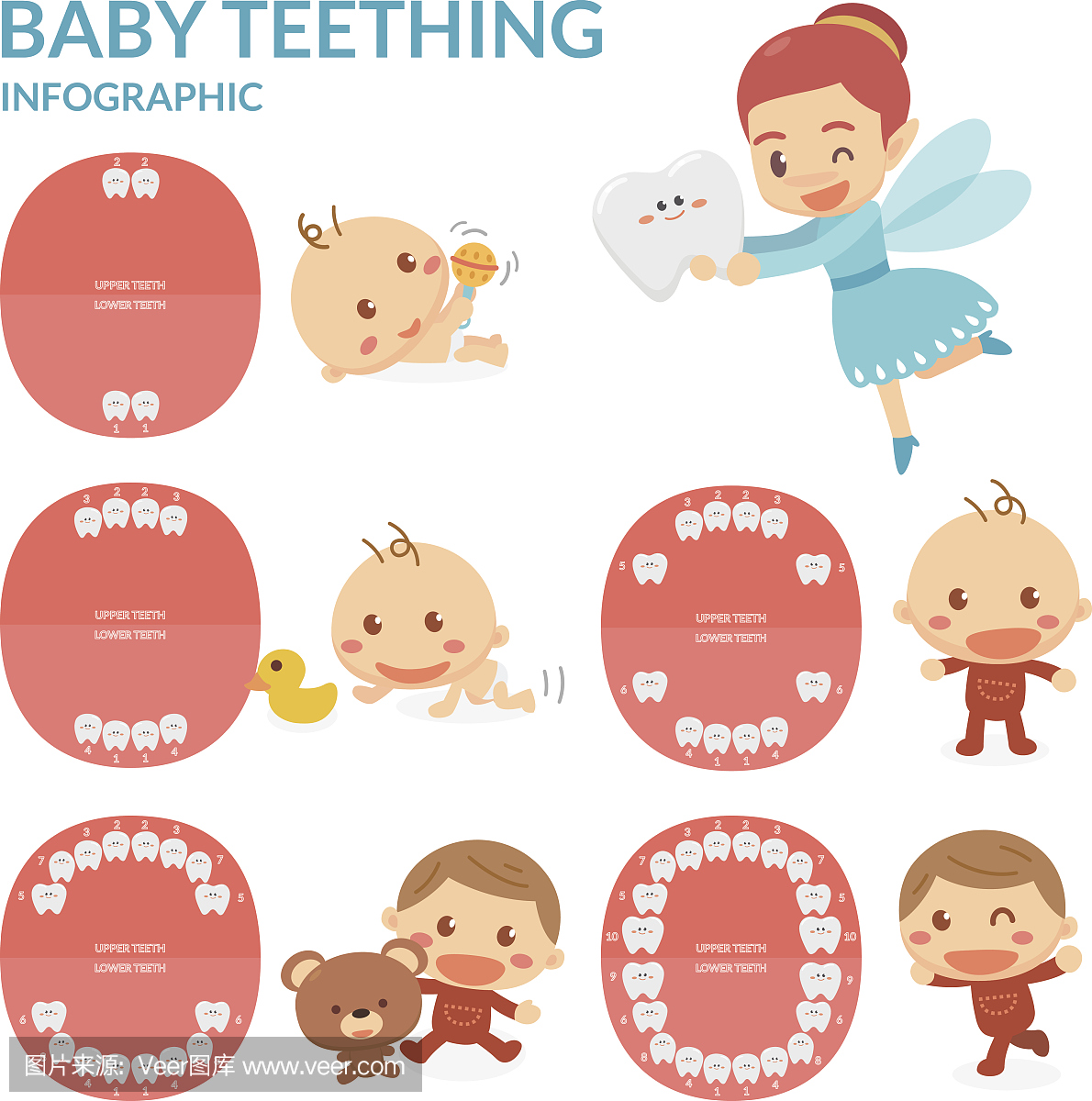 婴儿牙齿牙仙子。婴儿牙齿爆发和脱落的时期。