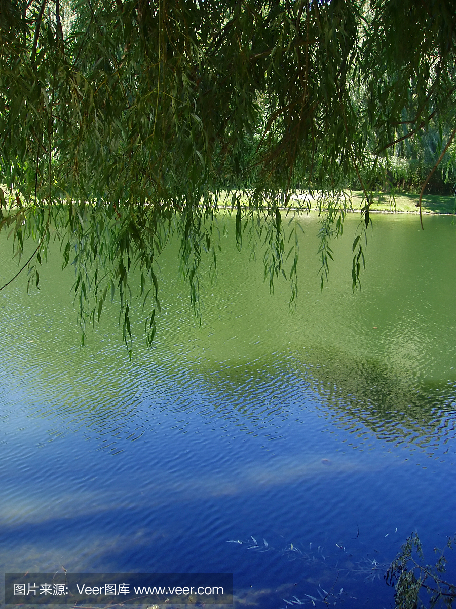 安静,户外,叶子,彩色图片