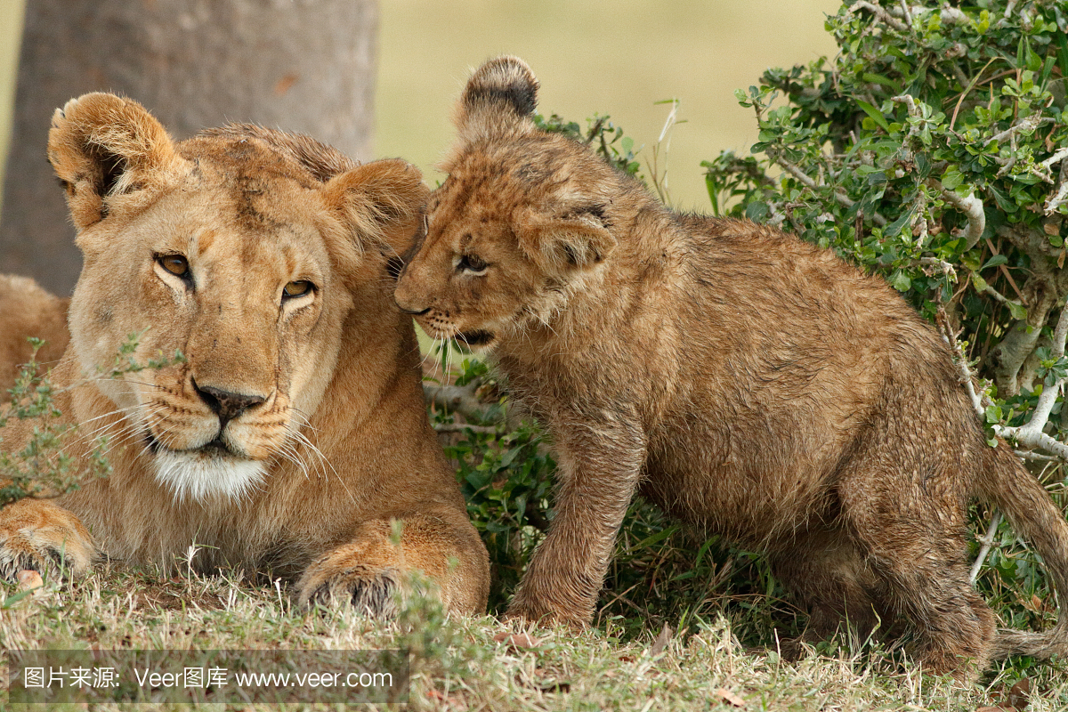 野生动物,狩猎动物,狮子,猫科动物