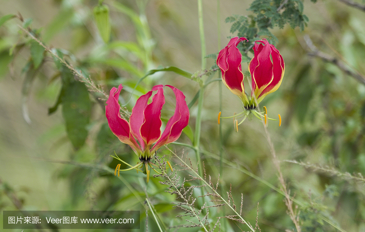 火焰百合(Gloriosa,秋水仙科),具有鲜明黄色条纹