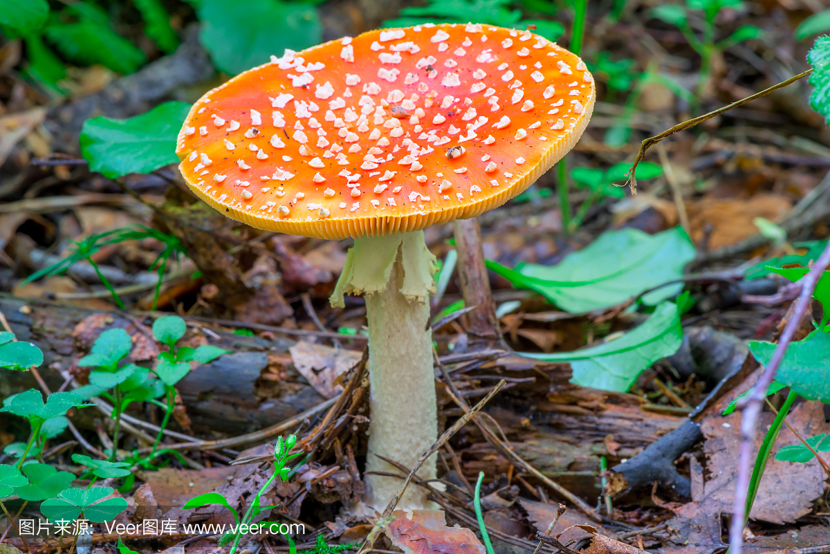 amanita危险的蘑菇在森林特写
