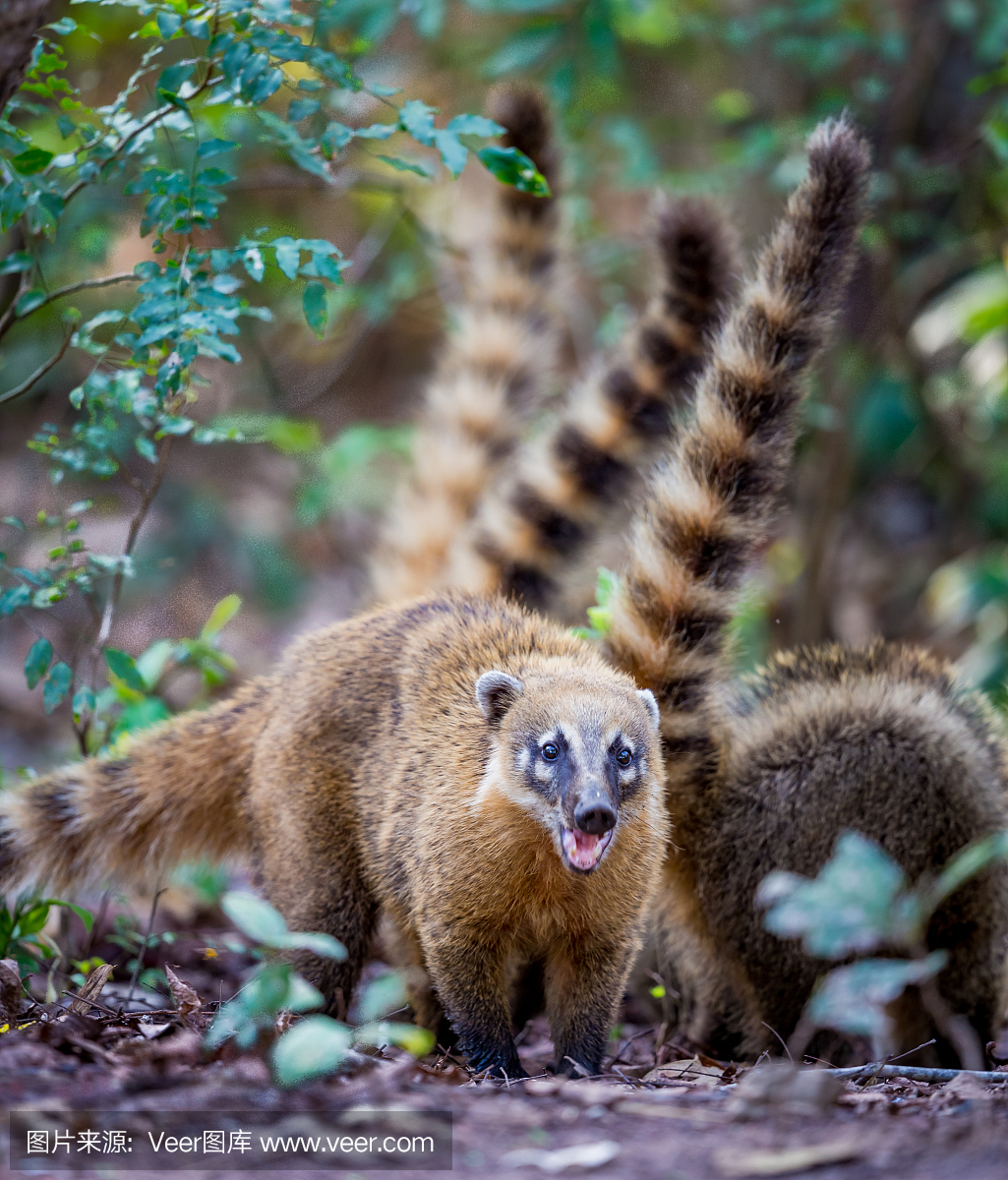 长鼻浣熊,长吻浣熊,(中南美洲所产的)长鼻浣熊,美洲浣熊
