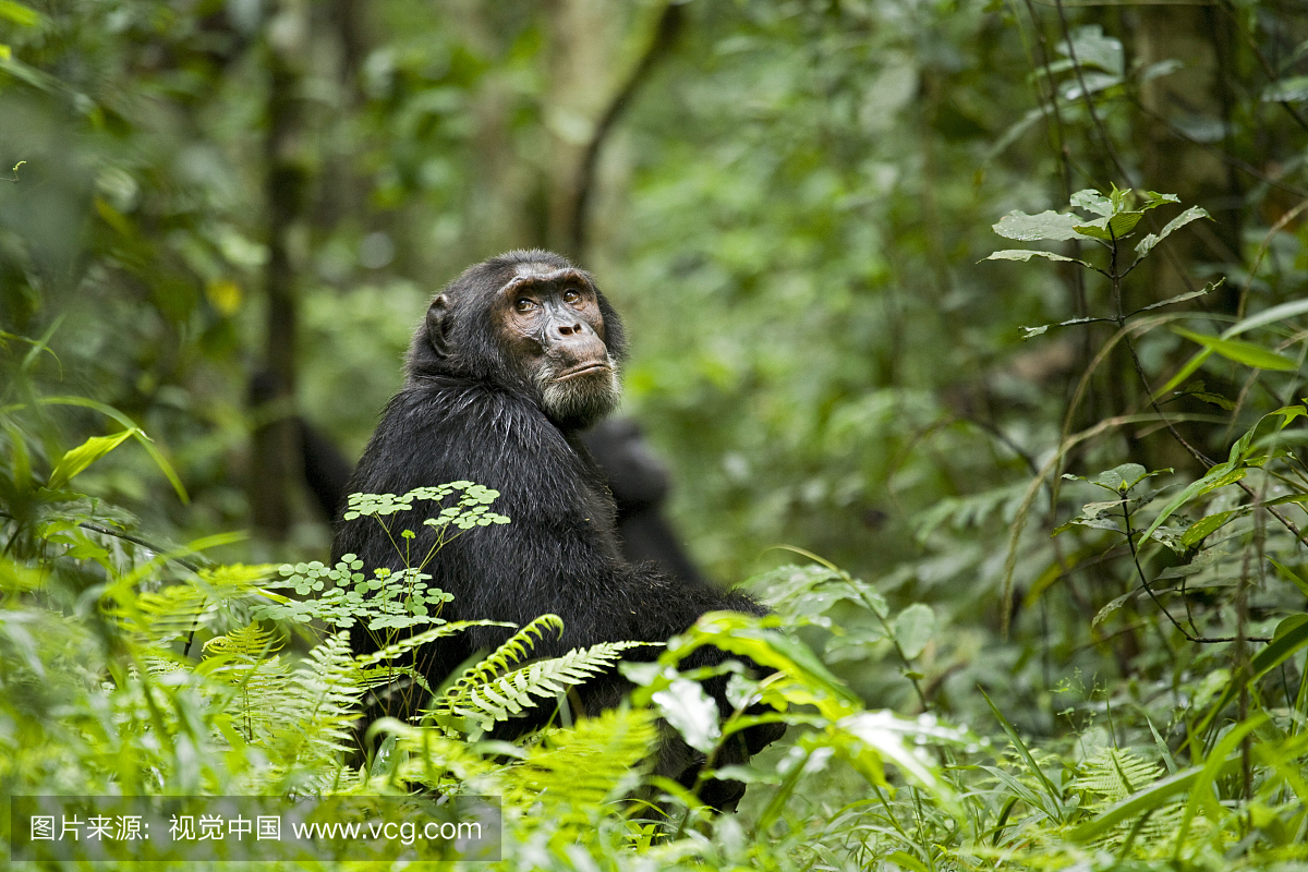 乌干达基巴莱国家公园Ngogo Chimpanzee项目