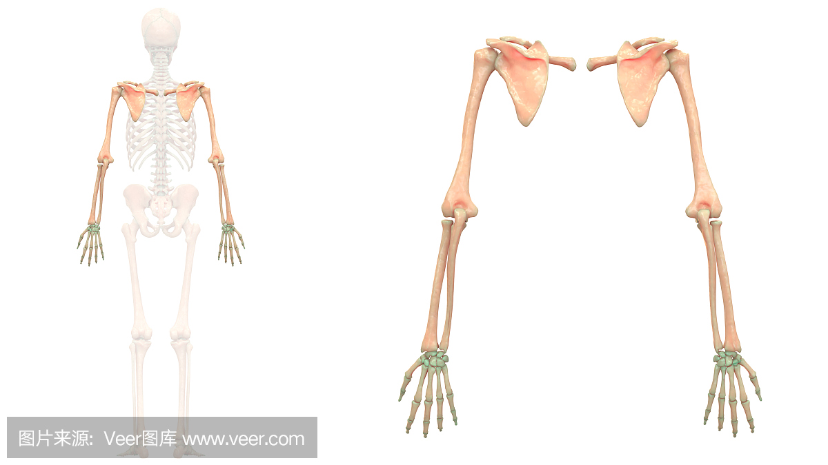 人体骨骼系统上肢解剖学