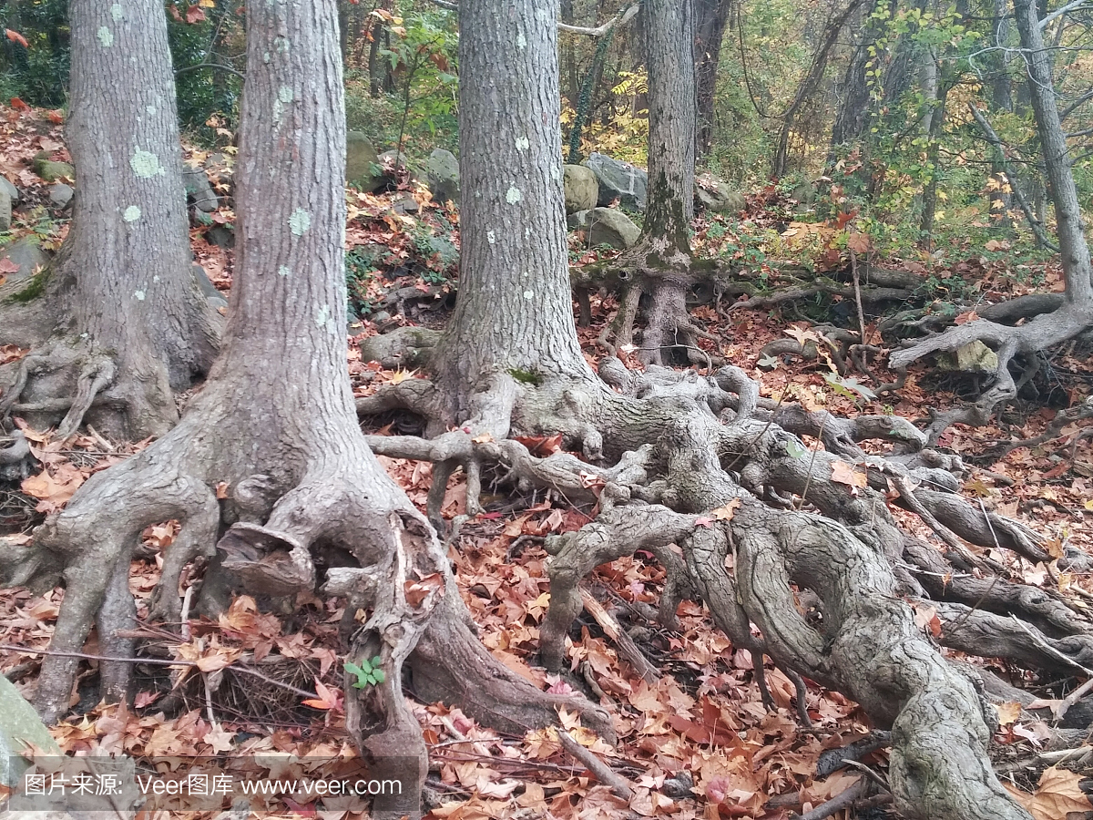 枸杞树根在秋天,贝尔岛,里士满,弗吉尼亚州