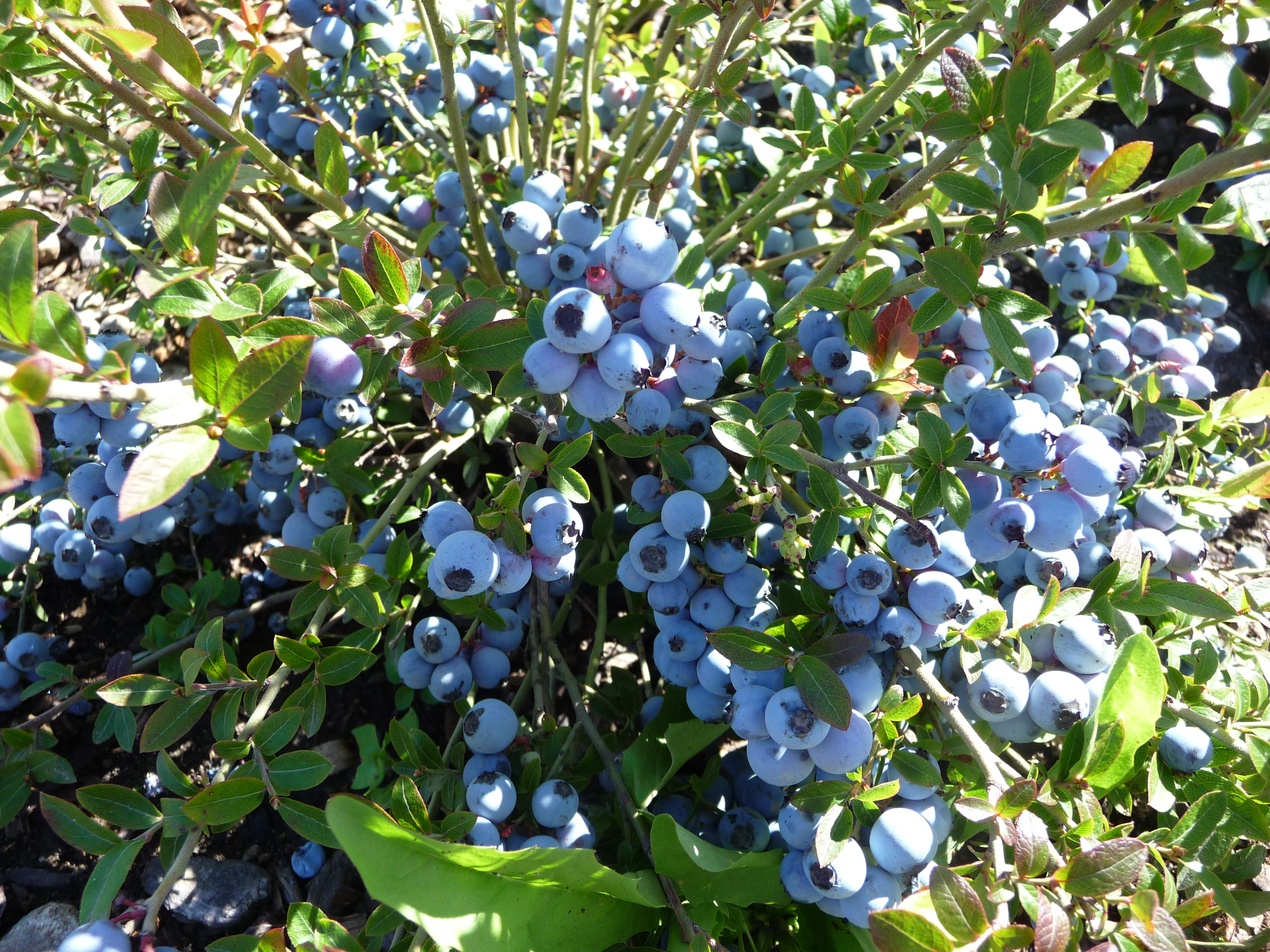 蓝莓施用有机肥的方法