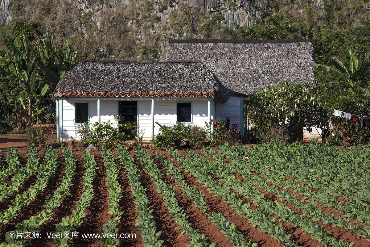 烟草种植,烟田,烟草农民的财产,靠近维纳勒斯,维