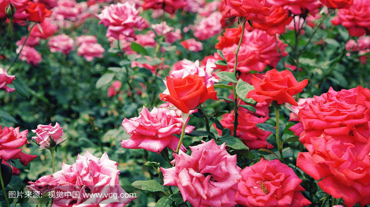 夏天红玫瑰在花园里