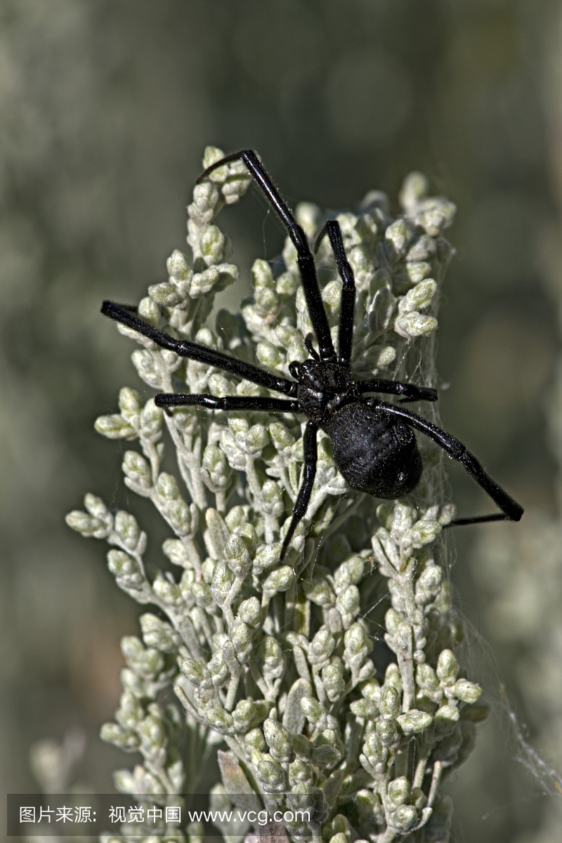 有毒的女性黑寡妇蜘蛛,Latrodectus hesperus,亚