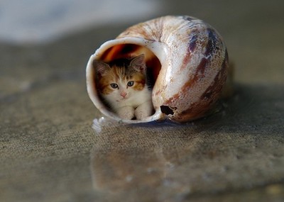 猫咪可爱的萌昦头像_可爱萌宠猫咪qq头像_可-35kb