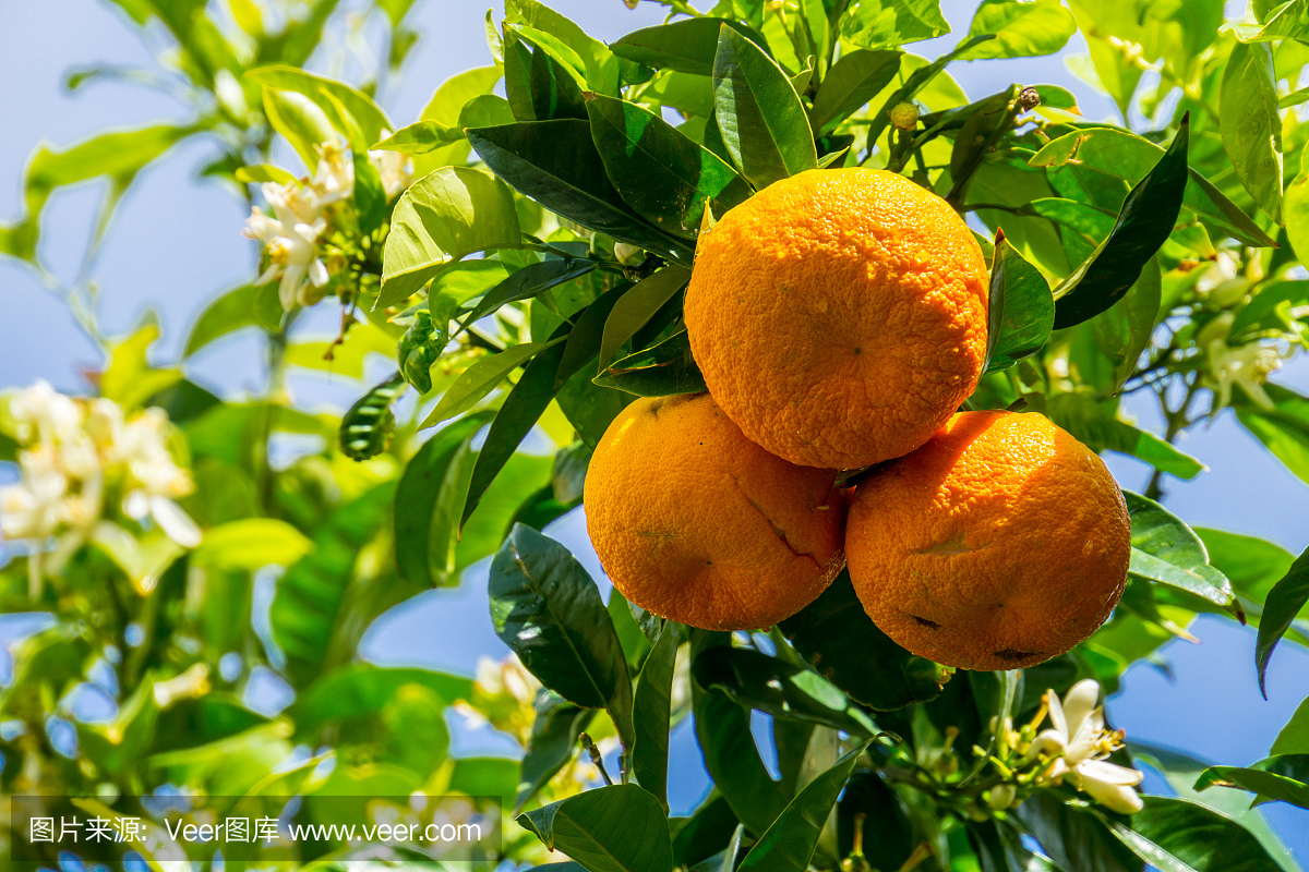 马略卡岛,垂悬在绿色橙树的三个成熟橙色果子