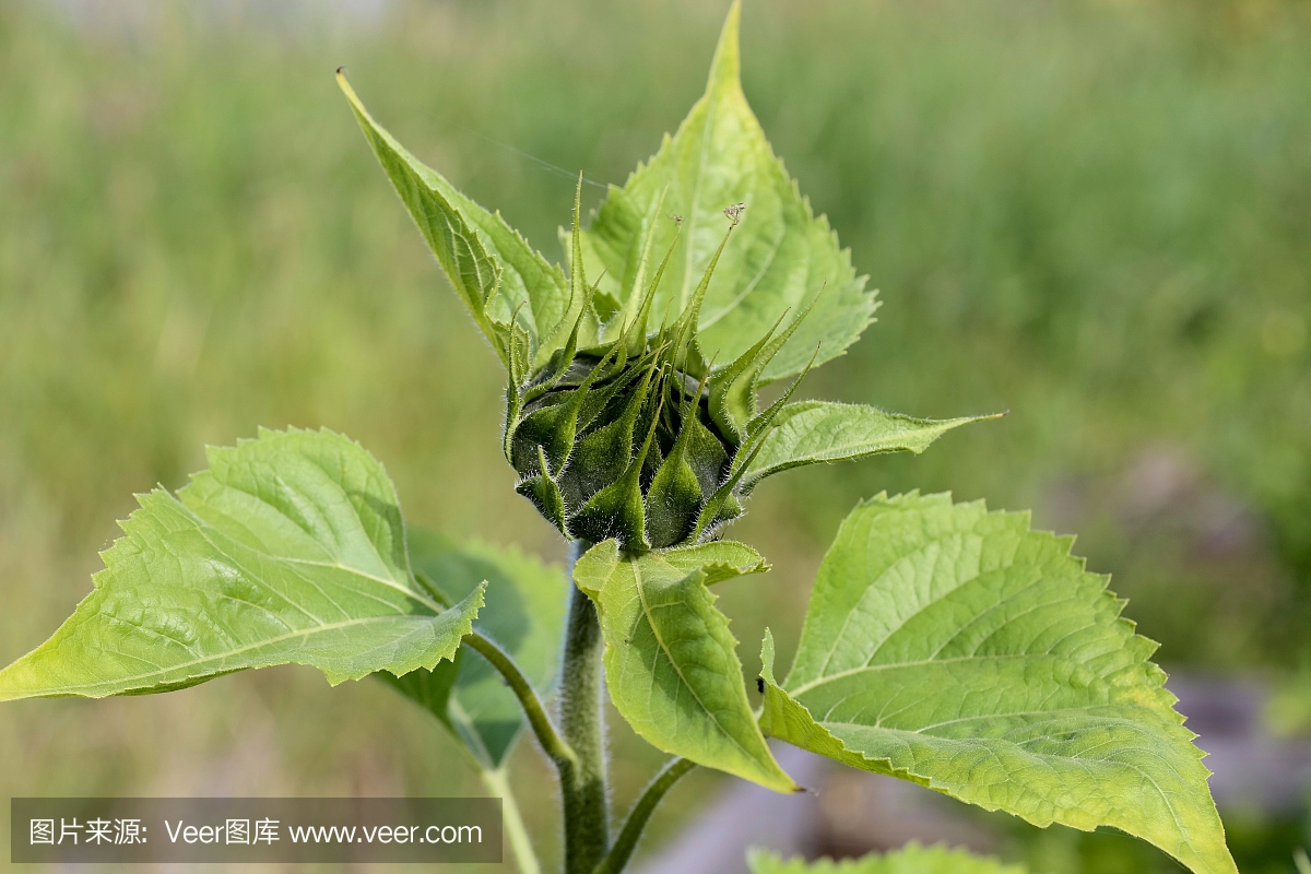 向日葵在成长阶段。2