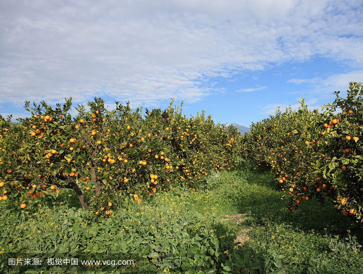 橙树,意大利,西西里岛