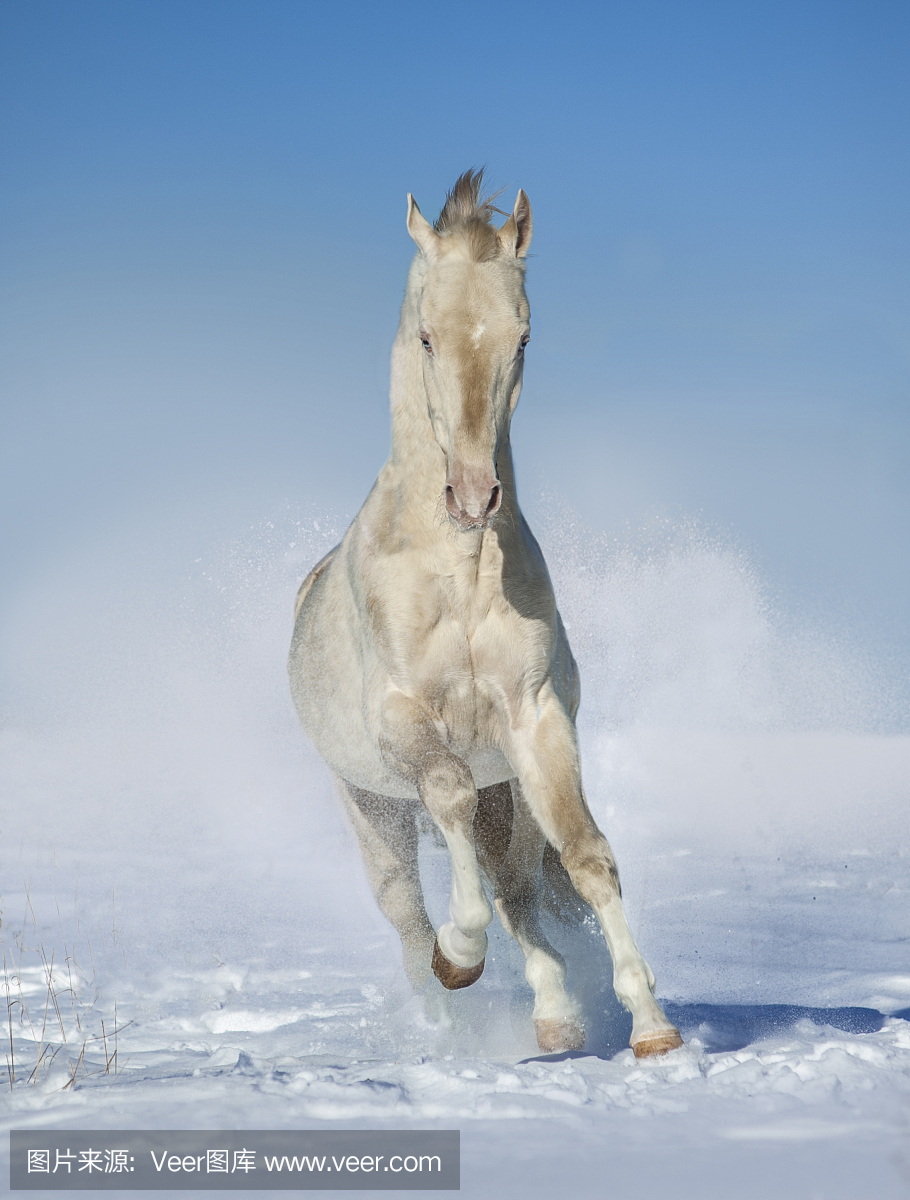 perlino akhal-teke马在冬天领域自由奔跑