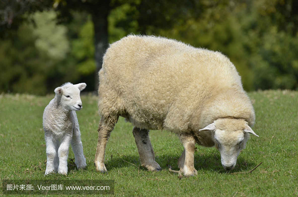 羊和羔羊,北岛,新西兰