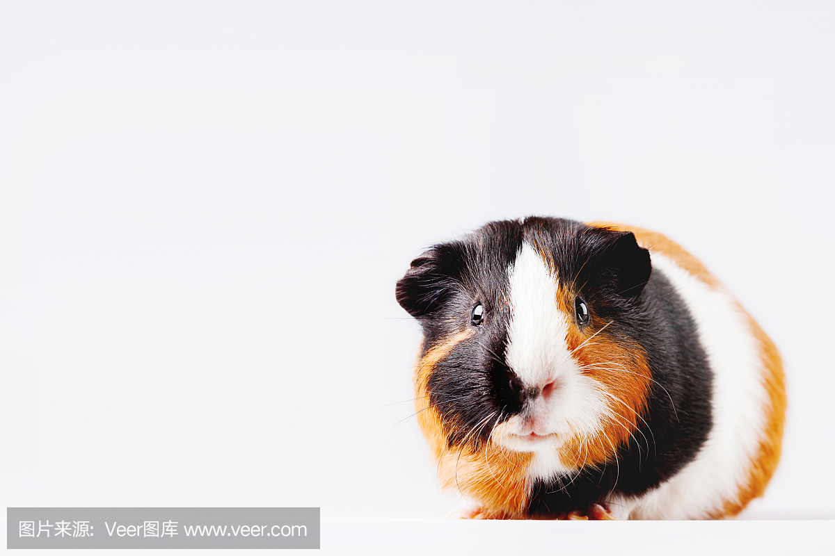 可爱的三色几内亚撑伞的白色在表情表情与背景给奇怪你文字包图片