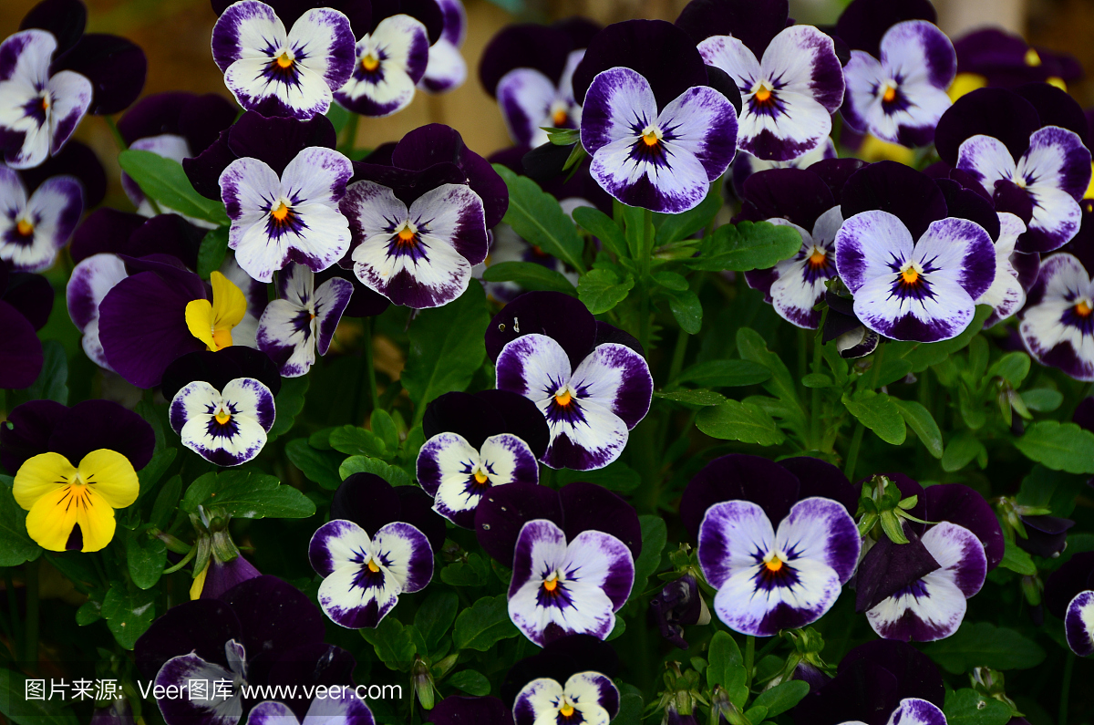 三色堇花在花园里。在佛罗伦萨,意大利附近的