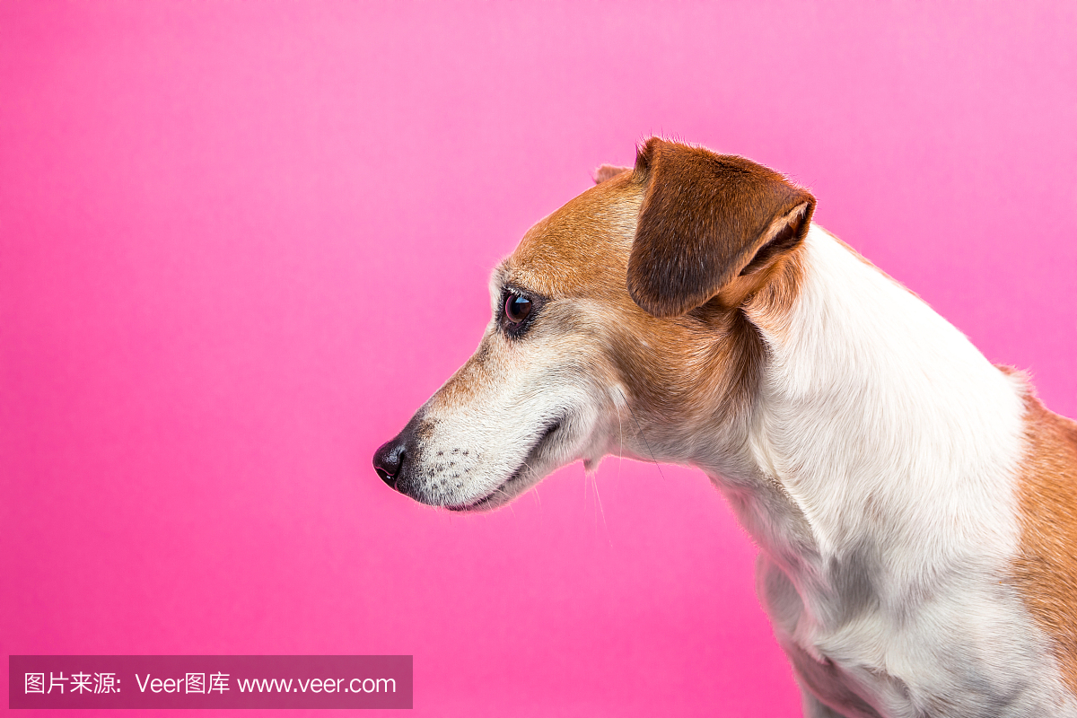 从侧面满意的狗枪口轮廓。微笑快乐狡猾的宠物