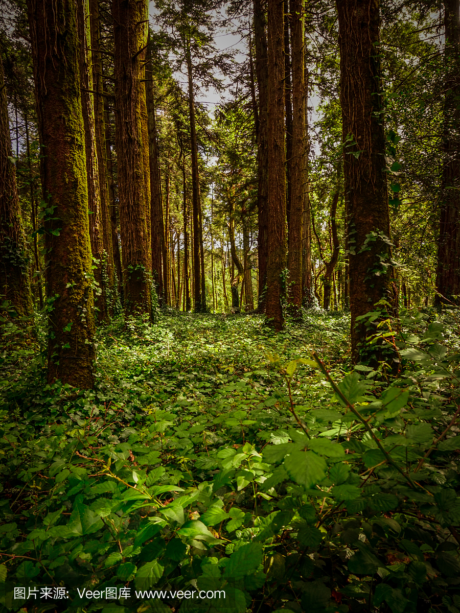 超自然,超能力,异乎寻常之事,特异功能