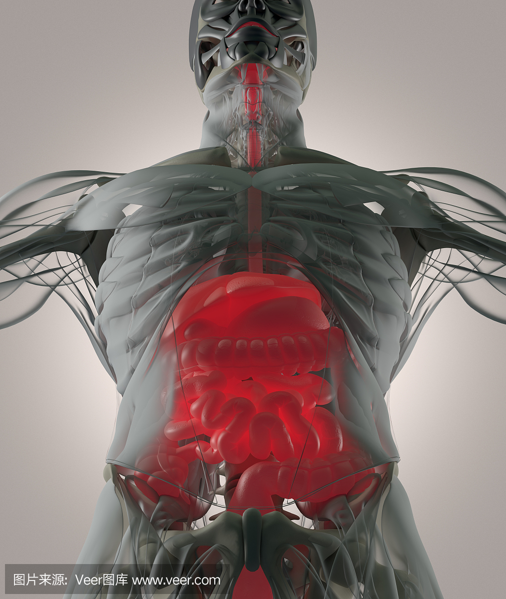 消化系统,人体解剖学,xray像未来派扫描。 3d图