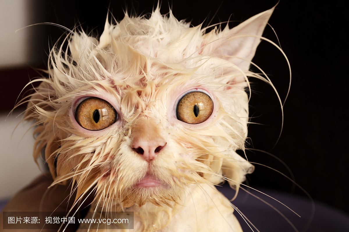 幽默,逗乐,笑话,逗趣