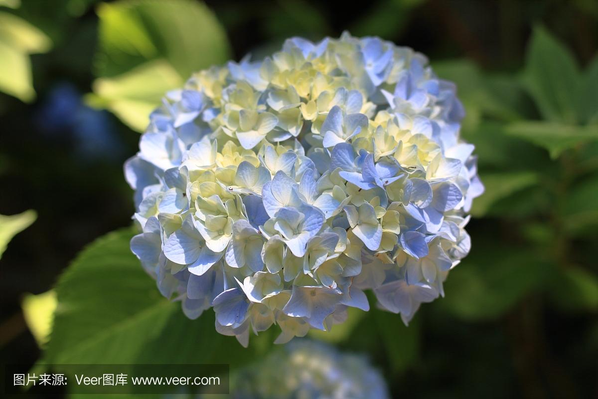 绣球花在日本神奈川县镰仓市(一朵淡蓝色的花