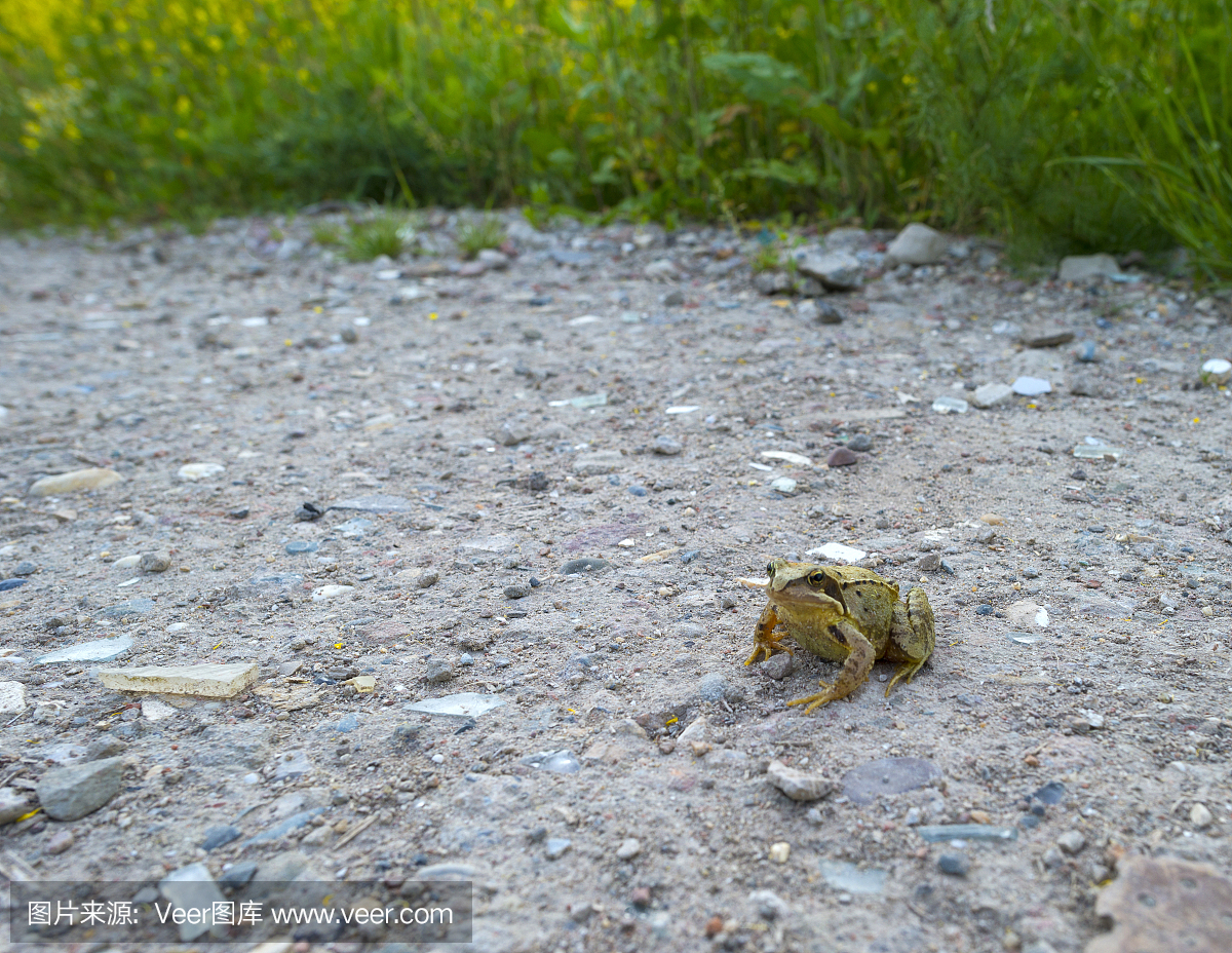 青蛙在夏天坐在小径上