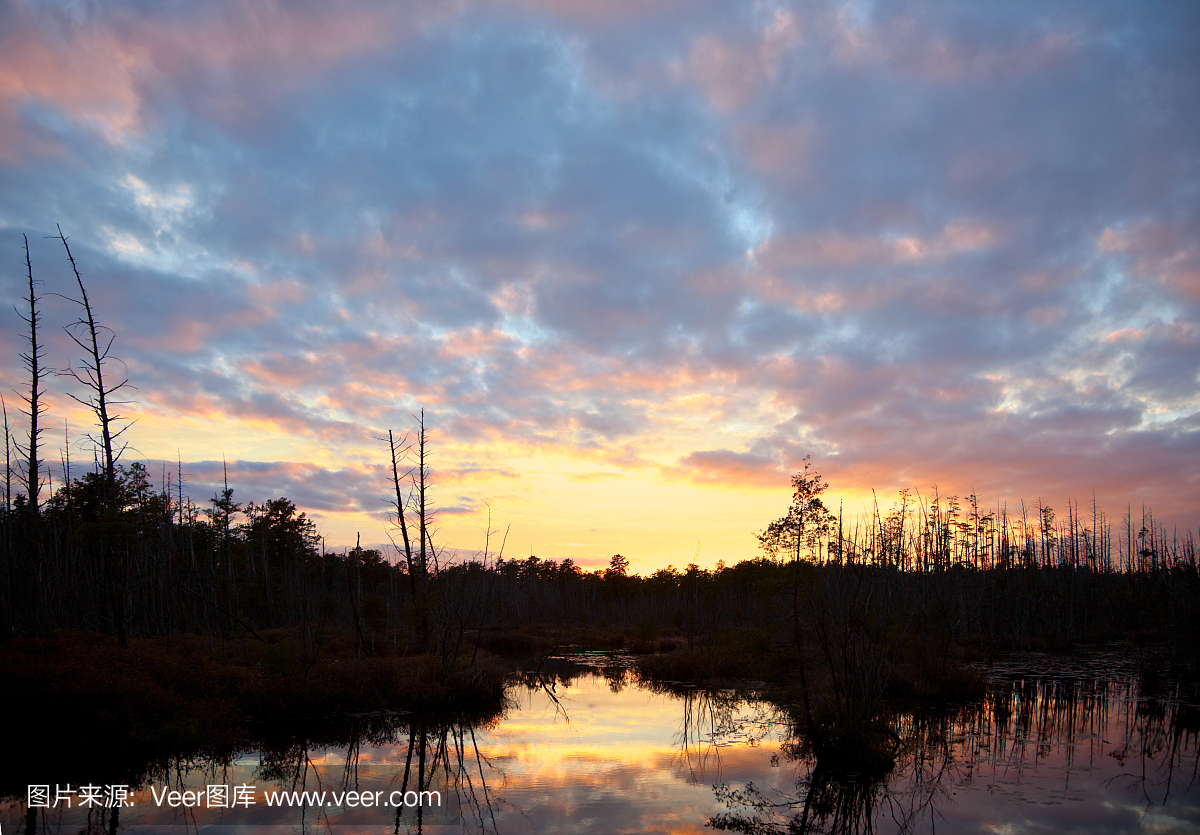 松木荒地,贫瘠松林,拜伦斯松林,白瑞思松树