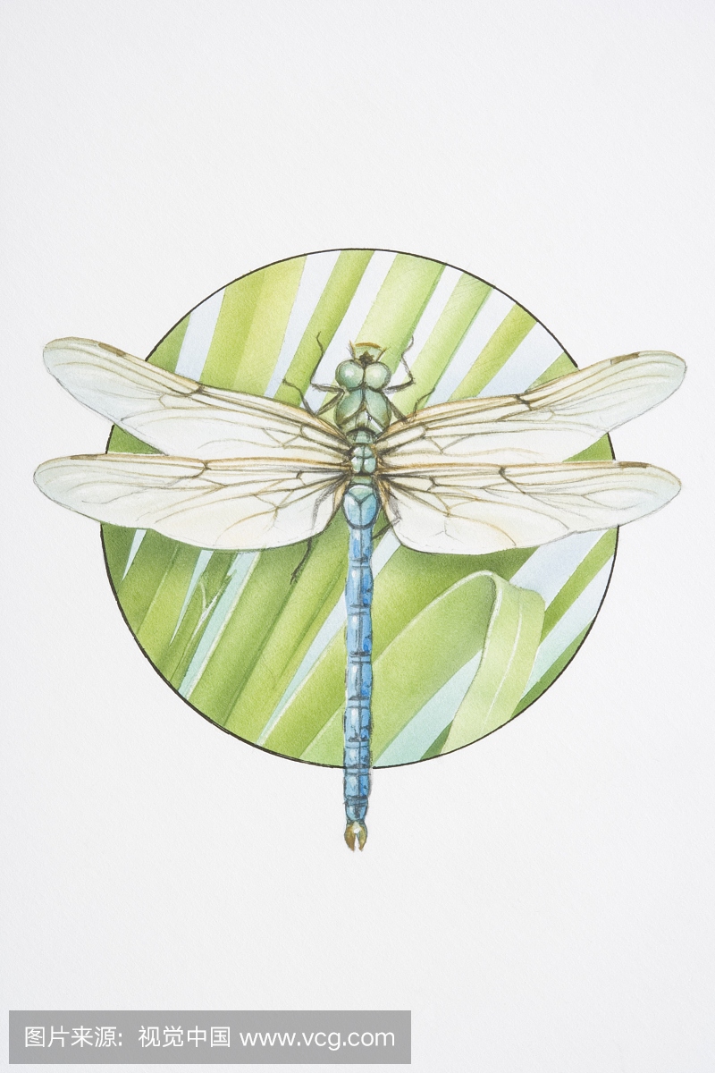 蜻蜓,大蜻蜓,插图画法,插画