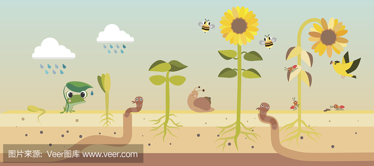 韧皮部,植韧皮部,筛状组织,根部