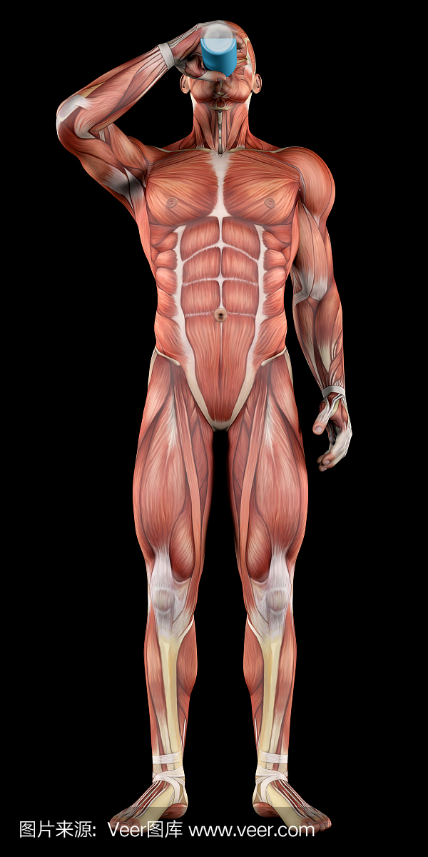 解剖模型,人体结构,解剖图,解剖模型的