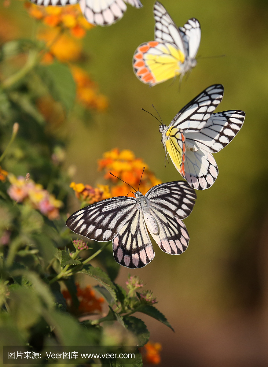 Delias Eucharis蝴蝶在空中花园里