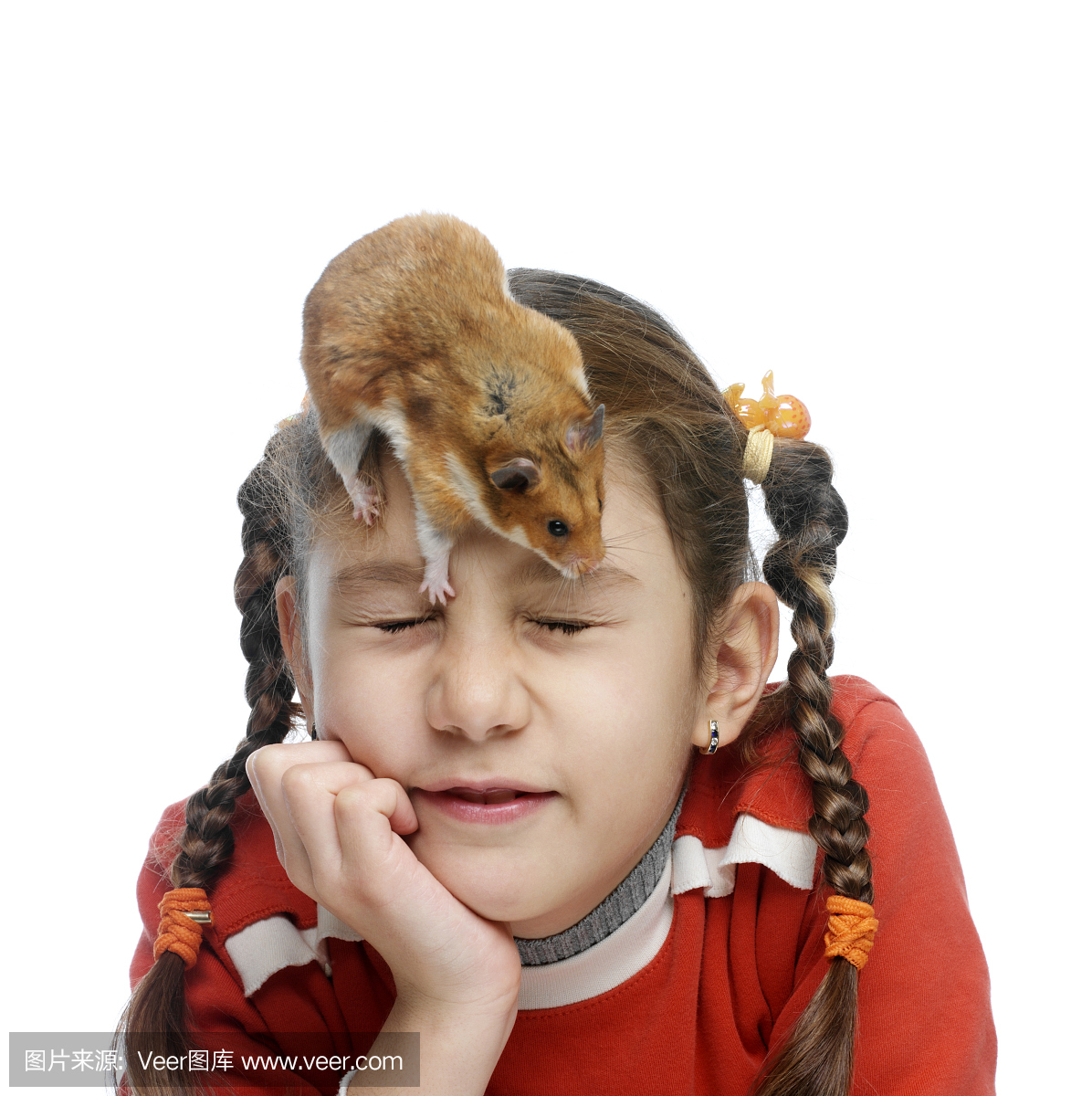 仓鼠,大老鼠,大田鼠,硕鼠