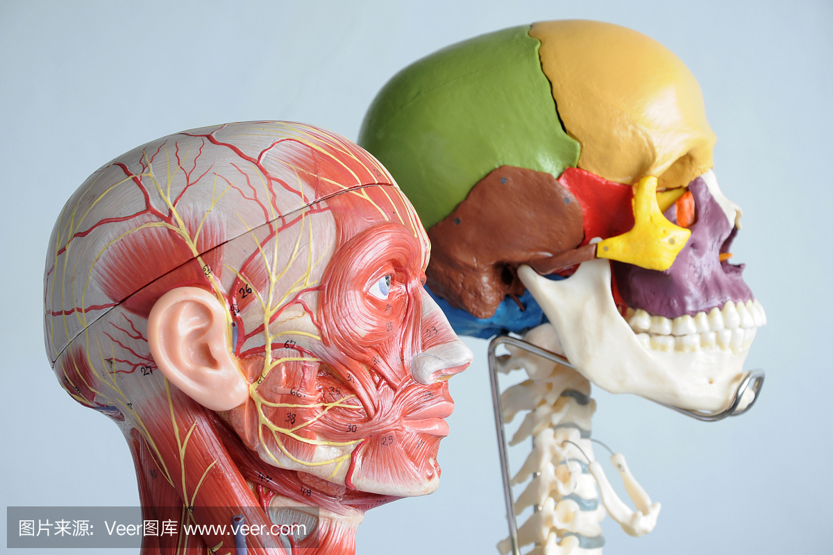人类头骨和面部肌肉