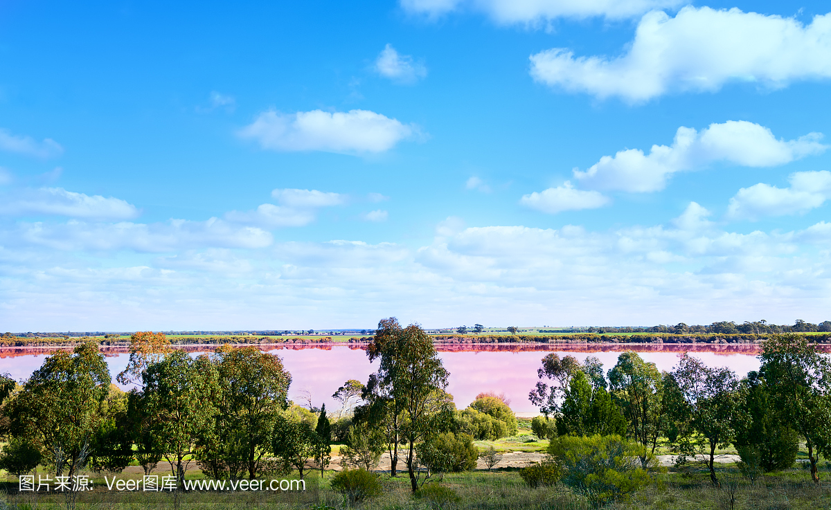 Pink salt lake and trees in Western Australia