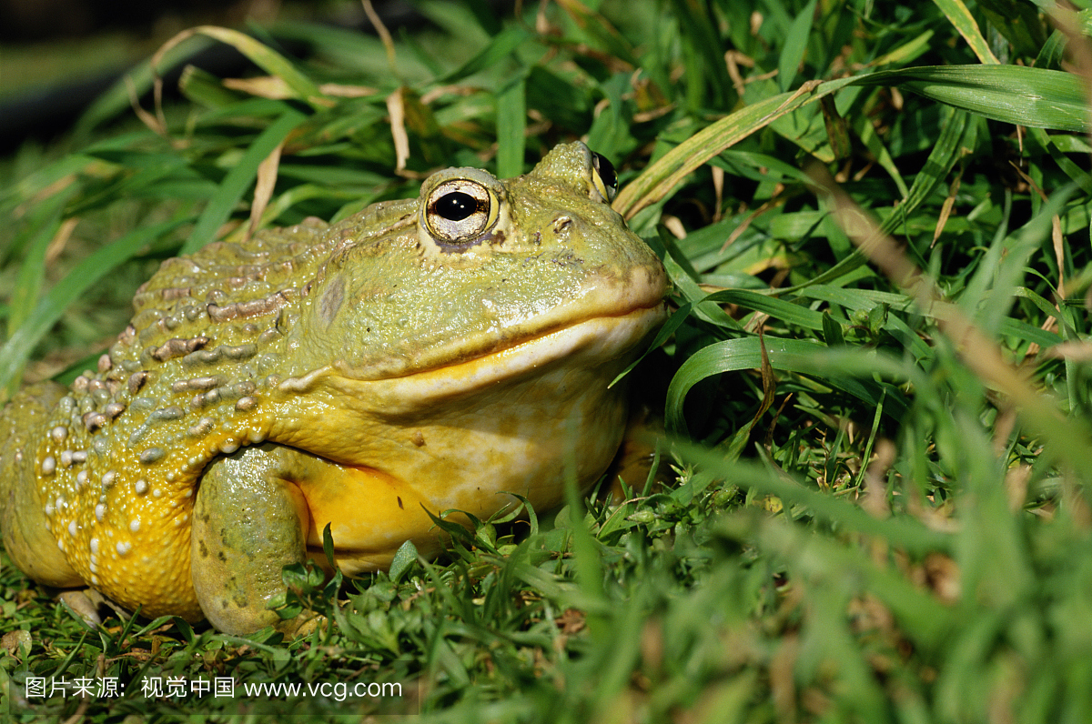 非洲牛蛙(Pyxicephalus adspersus)在草地上